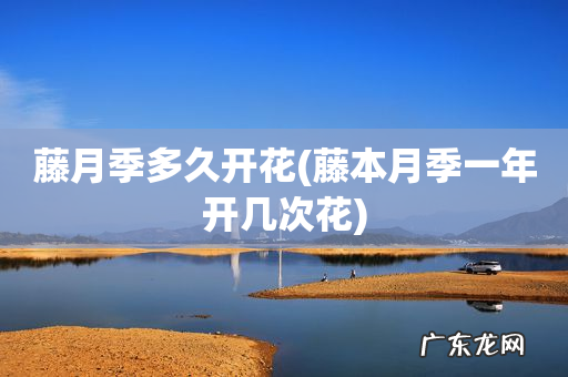 藤本月季一年开几次花 藤月季多久开花