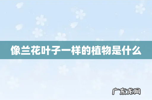 像兰花叶子一样的植物是什么