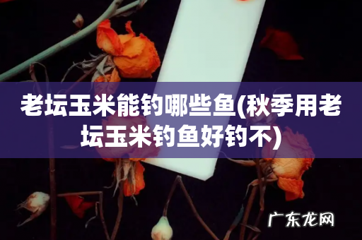 秋季用老坛玉米钓鱼好钓不 老坛玉米能钓哪些鱼