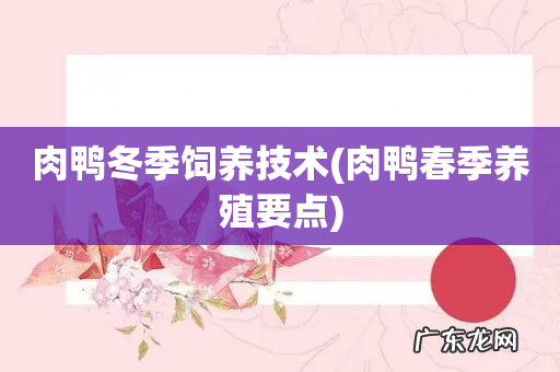肉鸭春季养殖要点 肉鸭冬季饲养技术