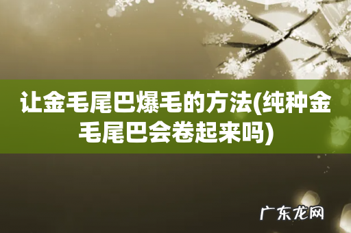 纯种金毛尾巴会卷起来吗 让金毛尾巴爆毛的方法