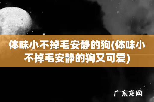 体味小不掉毛安静的狗又可爱 体味小不掉毛安静的狗