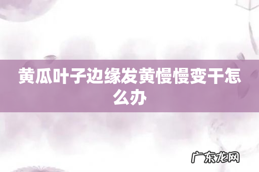 黄瓜叶子边缘发黄慢慢变干怎么办