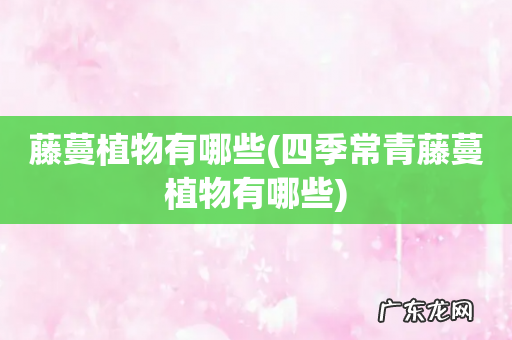 四季常青藤蔓植物有哪些 藤蔓植物有哪些