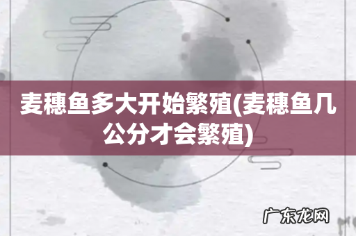麦穗鱼几公分才会繁殖 麦穗鱼多大开始繁殖