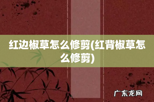 红背椒草怎么修剪 红边椒草怎么修剪