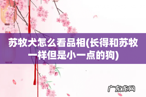 长得和苏牧一样但是小一点的狗 苏牧犬怎么看品相