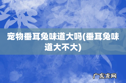 垂耳兔味道大不大 宠物垂耳兔味道大吗