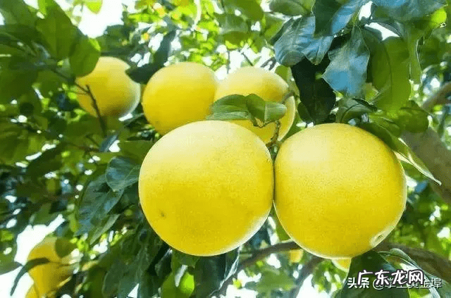 惠东县黄埠 大黄埠西瓜风水