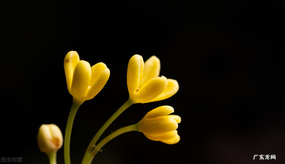 兰花草水墨画分解图 兰花草水墨画图片