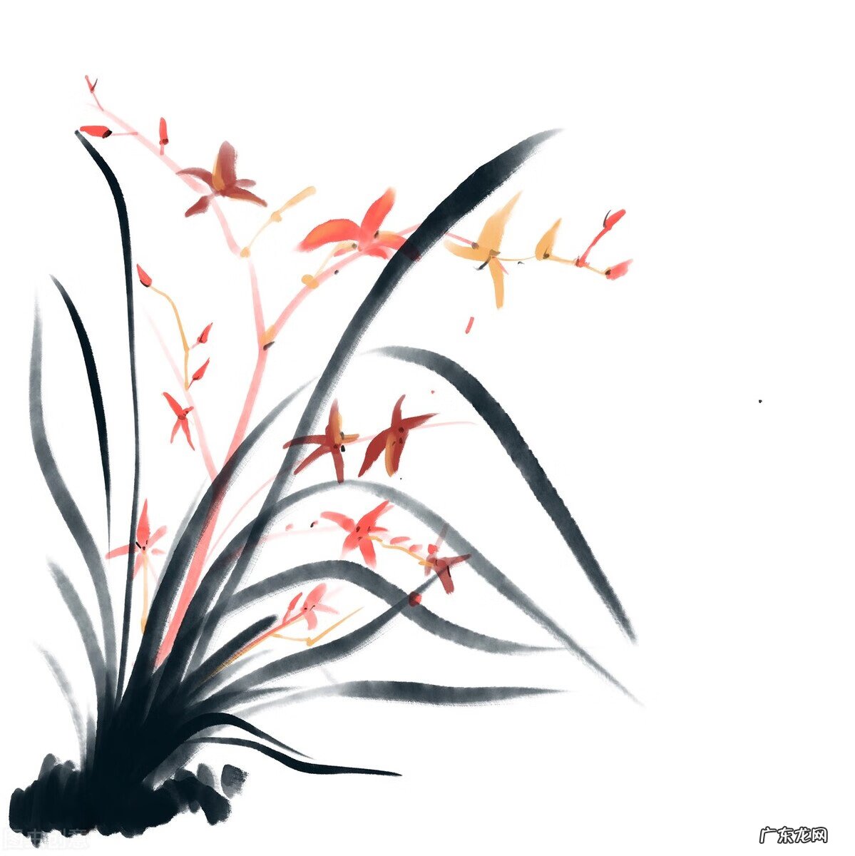 兰花草水墨画分解图 兰花草水墨画图片