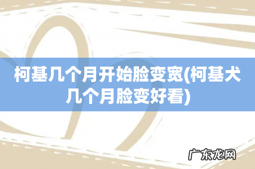 柯基犬几个月脸变好看 柯基几个月开始脸变宽