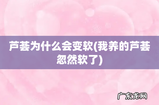 我养的芦荟忽然软了 芦荟为什么会变软
