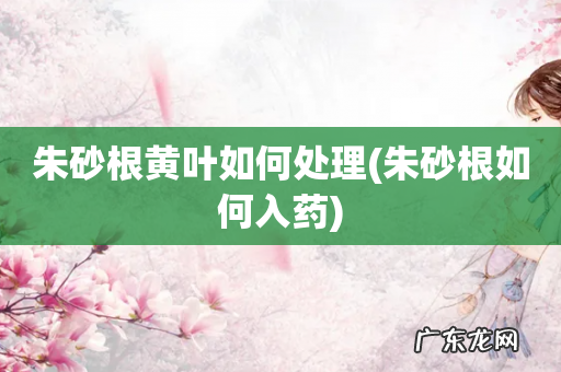 朱砂根如何入药 朱砂根黄叶如何处理