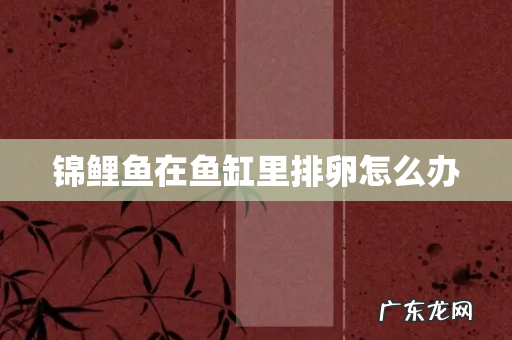 锦鲤鱼在鱼缸里排卵怎么办