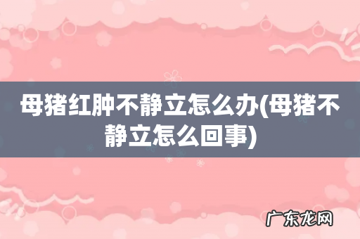 母猪不静立怎么回事 母猪红肿不静立怎么办