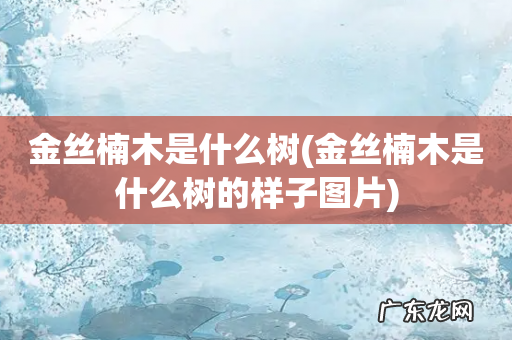 金丝楠木是什么树的样子图片 金丝楠木是什么树