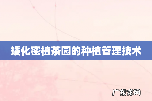 矮化密植茶园的种植管理技术