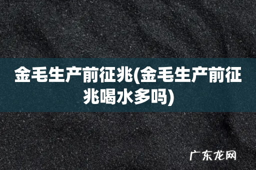 金毛生产前征兆喝水多吗 金毛生产前征兆