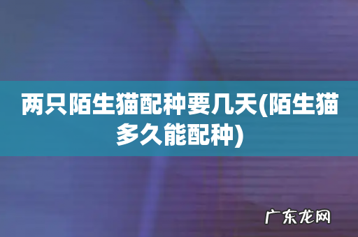 陌生猫多久能配种 两只陌生猫配种要几天