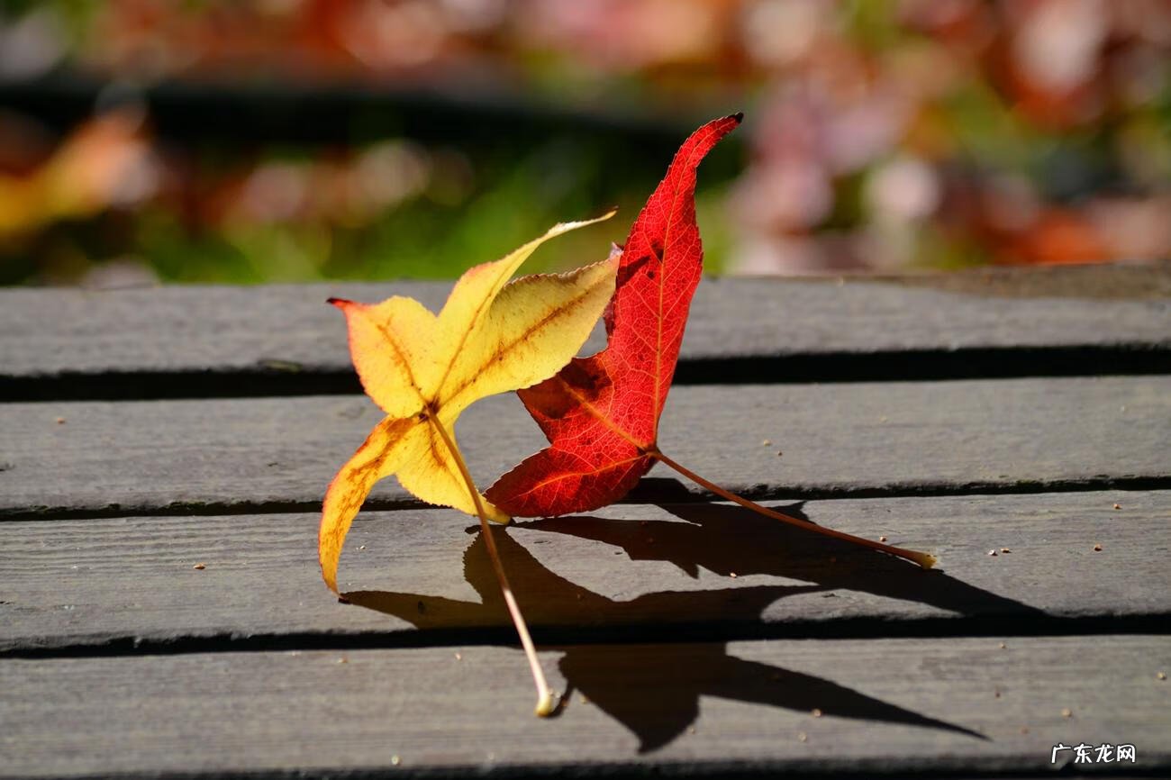 爱与秋天同在 爱在秋天图片