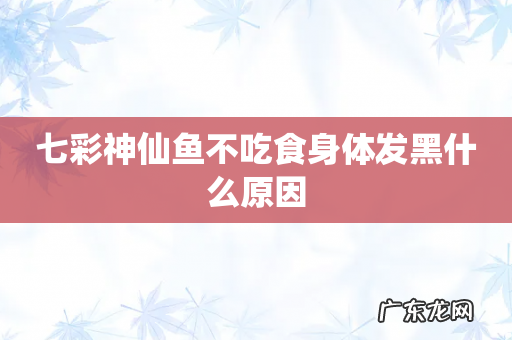 七彩神仙鱼不吃食身体发黑什么原因
