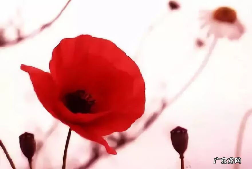 无痛人流原理过程图 什么是无痛人流?