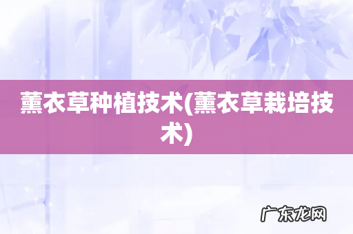 薰衣草栽培技术 薰衣草种植技术