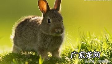 建筑牛腿 牛腿风水