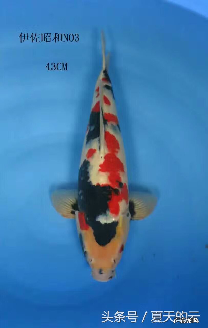 风水鱼池最好的形状 鱼池养多少条风水好