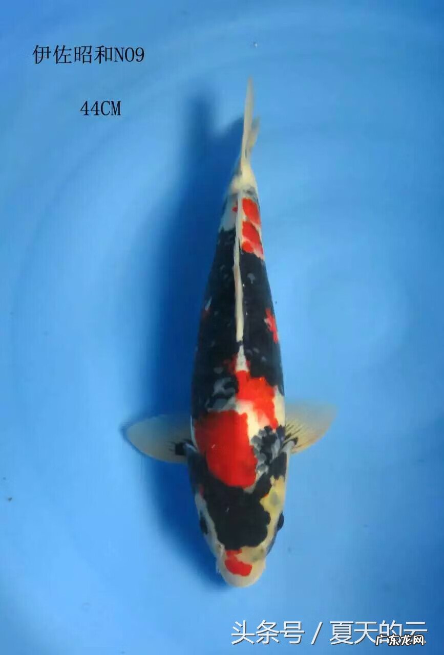 风水鱼池最好的形状 鱼池养多少条风水好