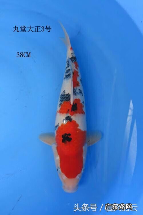 风水鱼池最好的形状 鱼池养多少条风水好