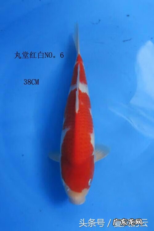 风水鱼池最好的形状 鱼池养多少条风水好