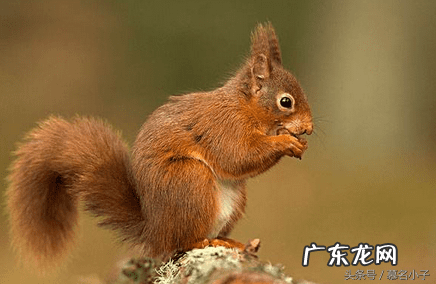 属鼠的几月搬家最好 属鼠什么时候搬家好