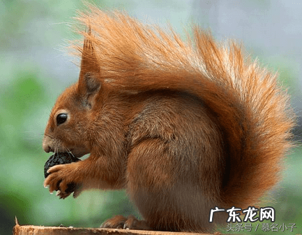 属鼠的几月搬家最好 属鼠什么时候搬家好