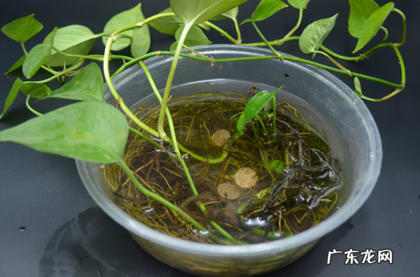 家里墙角放硬币好不好 新房墙角要不要放硬币