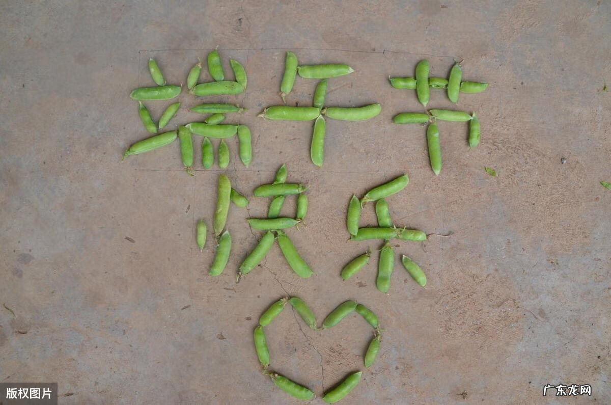 端午节作文300字三年级下册 端午节作文三年级