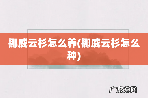 挪威云杉怎么种 挪威云杉怎么养