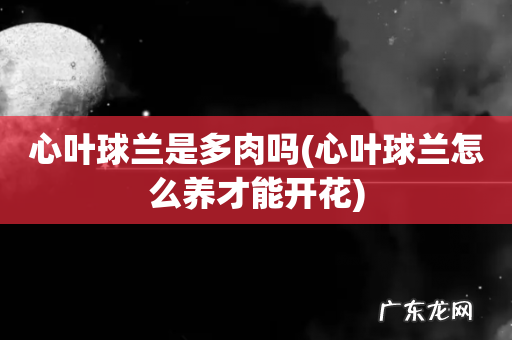 心叶球兰怎么养才能开花 心叶球兰是多肉吗