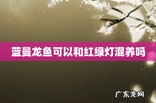 蓝曼龙鱼可以和红绿灯混养吗