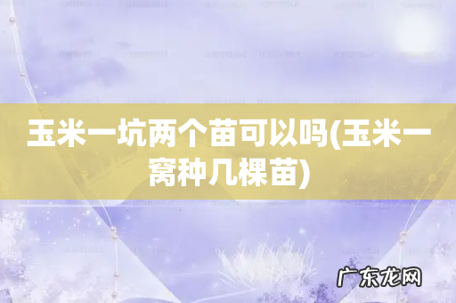 玉米一窝种几棵苗 玉米一坑两个苗可以吗