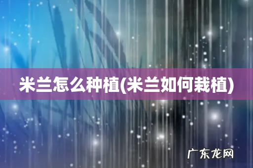 米兰如何栽植 米兰怎么种植