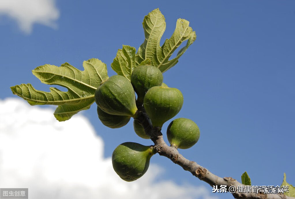 无花果有哪些营养价值 无花果的营养价值是什么