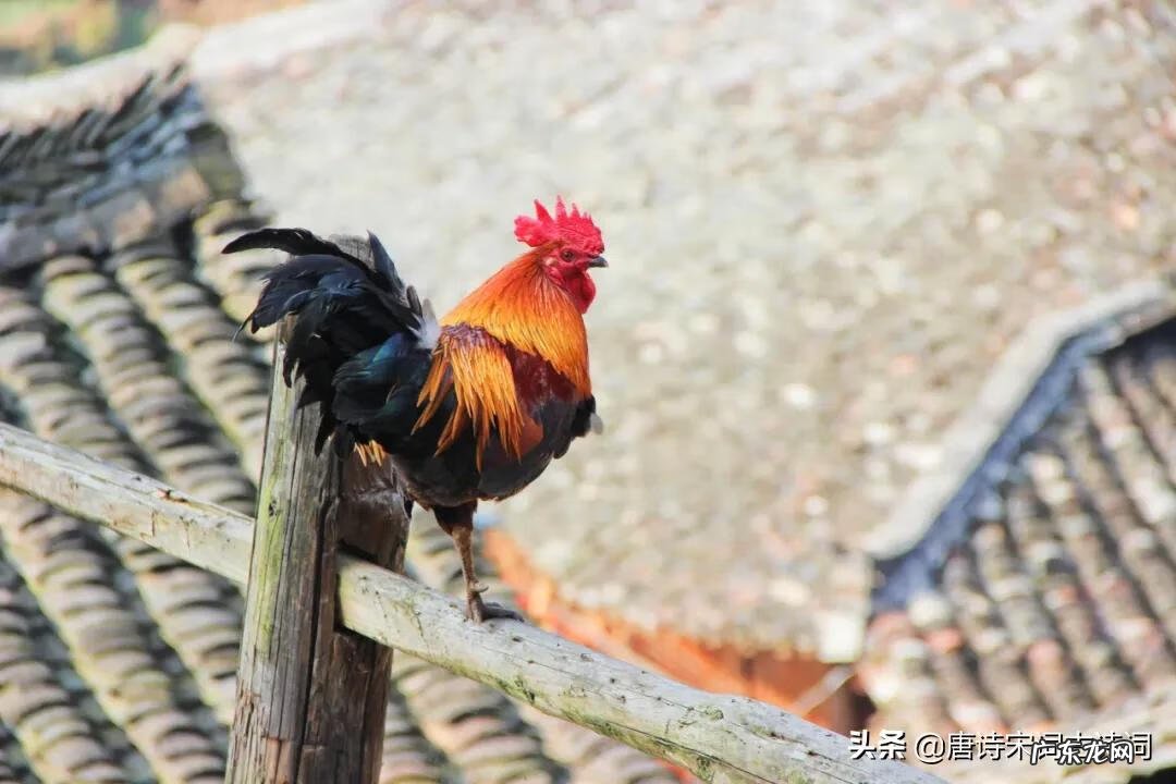 属鸡宜葬什么方位 属鸡风水令箭放哪个方位