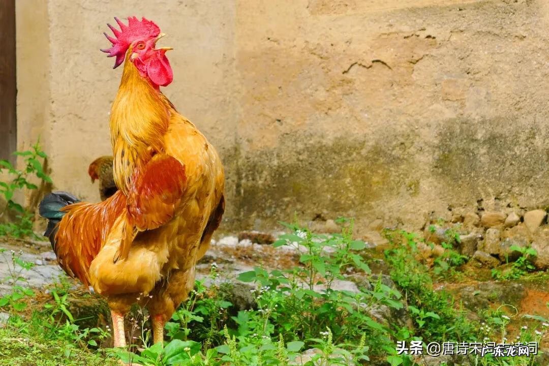 属鸡宜葬什么方位 属鸡风水令箭放哪个方位