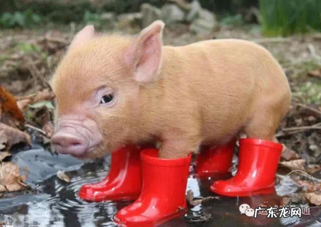 属猪最好的摆件是什么 属猪的人家中适合什么摆件