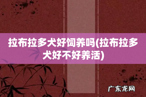 拉布拉多犬好不好养活 拉布拉多犬好饲养吗