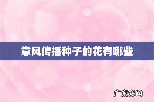 靠风传播种子的花有哪些