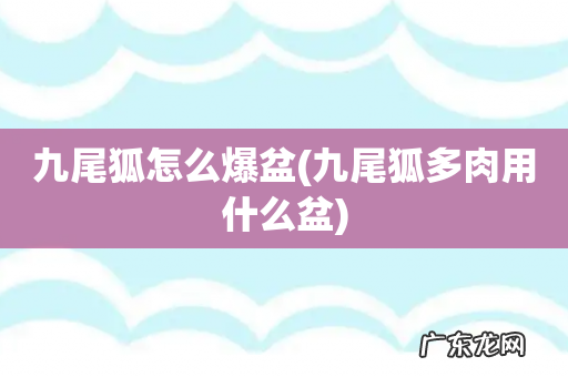 九尾狐多肉用什么盆 九尾狐怎么爆盆