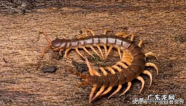 蜈蚣咬伤的症状和治疗 蜈蚣咬伤了怎么办